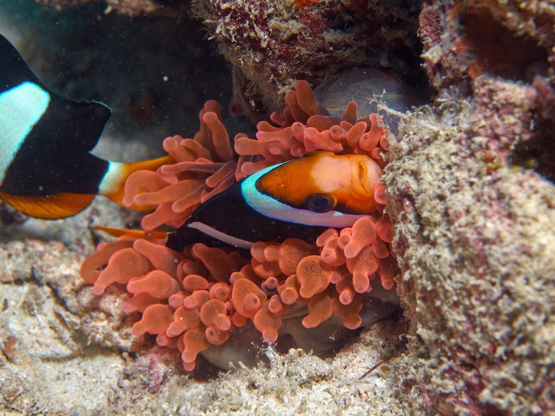 Tomato Anemone Fish, House Reef
